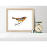 Maryland state bird | Oriole | Secret Sale - 5x7 Unframed Print - State Bird