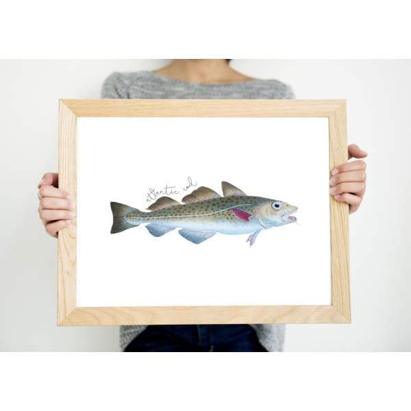 Massachusetts state fish - State Fish
