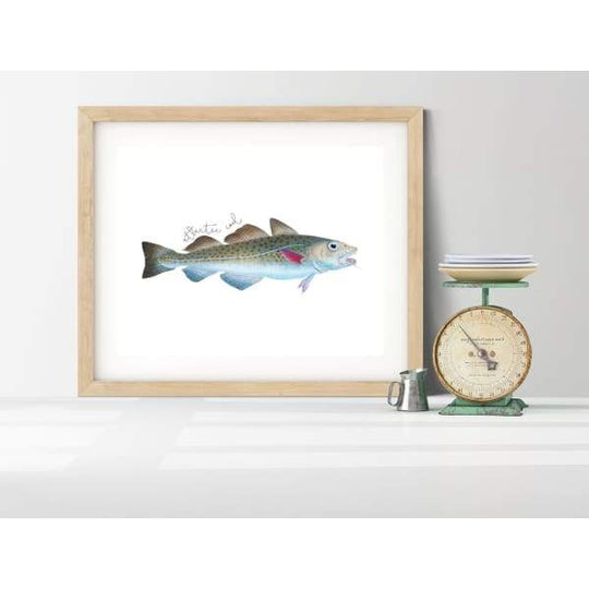 Massachusetts state fish - 5x7 Unframed Print - State Fish