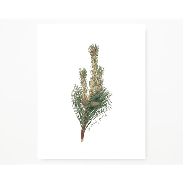 Minnesota state tree | Norway Pine | wanderlust gifts and home decor