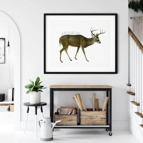 Nebraska state animal | White-tailed Deer - State Animal