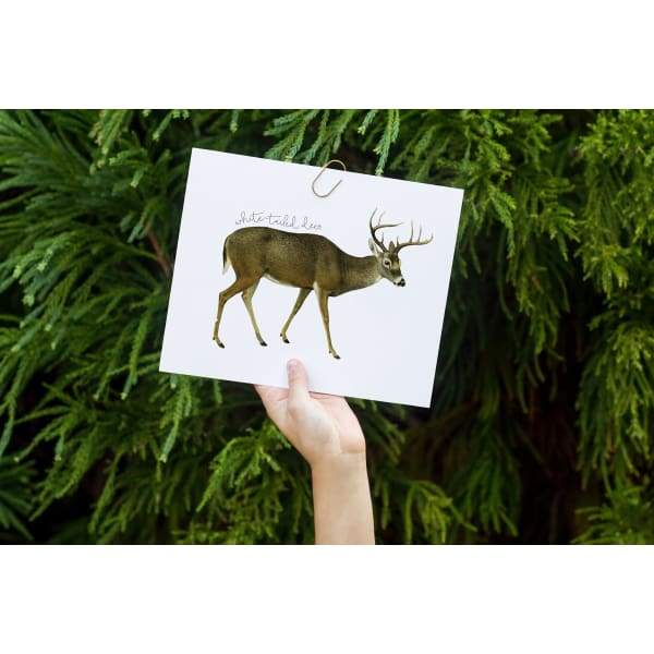Nebraska state animal | White-tailed Deer - 5x7 Unframed Print - State Animal