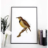 Nebraska state bird | Western Meadowlark - 5x7 Unframed Print - State Bird