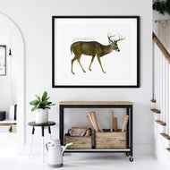 New Hampshire state animal | White-tailed Deer - State Animal