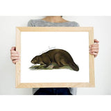 New York state animal | Beaver - 5x7 Unframed Print - State Animal