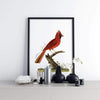 North Carolina state bird | Cardinal - State Bird