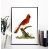 North Carolina state bird | Cardinal - 5x7 Unframed Print - State Bird