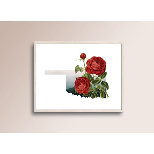 Oklahoma Red Rose | State Flower Series - State Flower