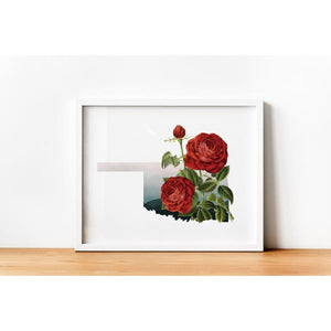Oklahoma Red Rose | State Flower Series - 5x7 Unframed Print - State Flower