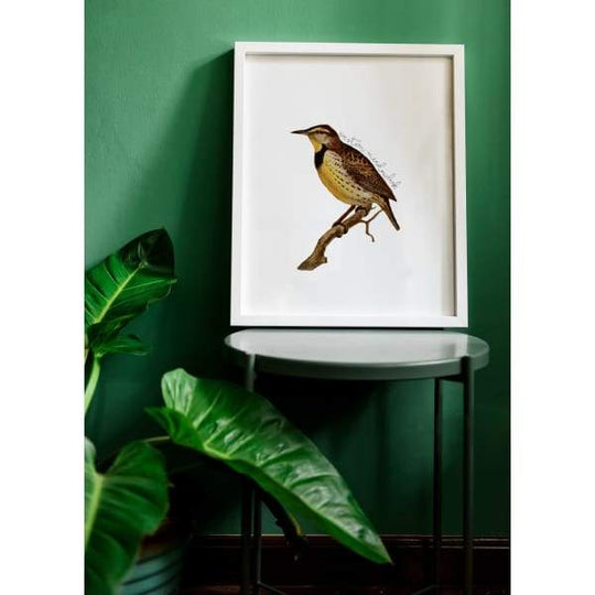 Oregon state bird | Western Meadowlark - State Bird