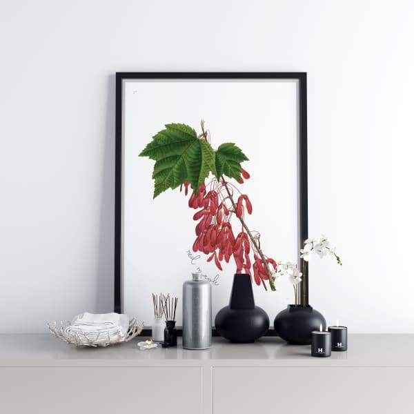 Rhode Island state tree | Red Maple - 5x7 Unframed Print - State Tree