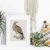 Romania national bird | Golden Eagle - 5x7 Unframed Print - Birds