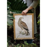 Slovakia national bird | Golden Eagle - 5x7 Unframed Print - Birds