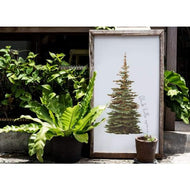 South Dakota state tree | Black Hills Spruce - State Tree