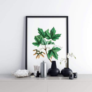 State tree Collection | Sugar Maple | Secret Sale - 5x7 Unframed Print - State Tree