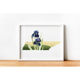 Tennessee Iris | State Flower Series - State Flower