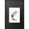 Ukraine national bird | White Stork - 5x7 Unframed Print - Birds