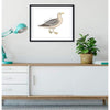 Utah state bird | California Gull - 5x7 Unframed Print - State Bird