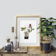 Vermont Red Clover | State Flower Series - State Flower