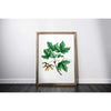 Vermont state tree | Sugar Maple - 5x7 Unframed Print - State Tree