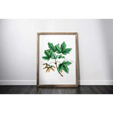 Vermont state tree | Sugar Maple - 5x7 Unframed Print - State Tree