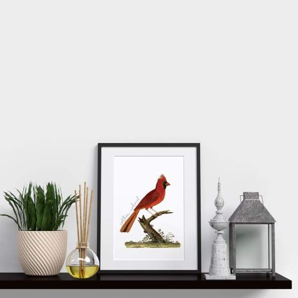 Virginia state bird | Cardinal - State Bird