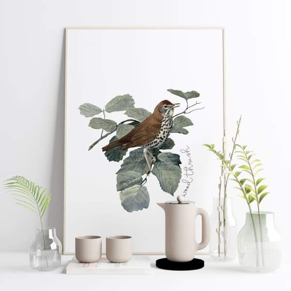 Washington DC official bird | Wood Thrush - State Bird