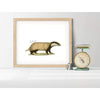 Wisconsin state animal | Badger - 5x7 Unframed Print - State Animal