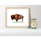 Wyoming state animal | American Buffalo - 5x7 Unframed Print - State Animal