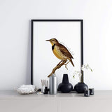 Wyoming state bird | Western Meadowlark - 5x7 Unframed Print - State Bird
